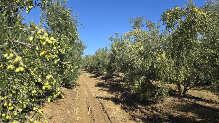 Commercial Property for Sale in Wellington Rural Western Cape